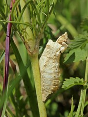Leere Puppenhülle des Schwalbenschwanzes (Papilio machaon)
