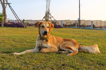 Loyalty Dog
