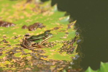 Green Pond Frog and Water Lily leaf