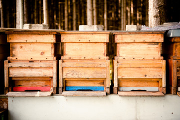 Drei Bienenstöcke im Wald