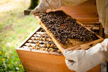 Imker untersucht Wabenrahmen mit vielen Bienen