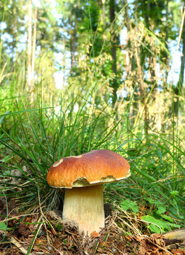 The Porcini (Boletus edulis) edible mushroom.