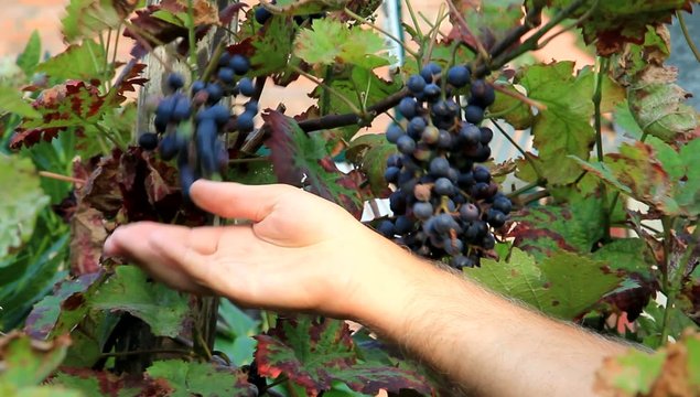 Weintrauben blau am Weinstock ernten