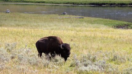 North American Buffalo Grazing in Field with river in background