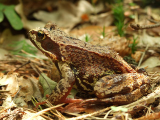 Skipper frog in woods