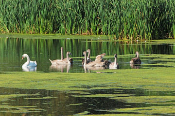swans on a pond in the countryside surrounded by greenery