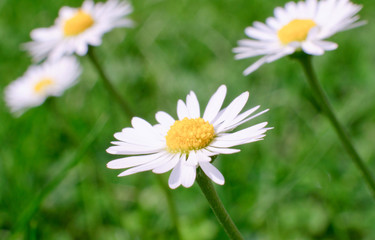 Daisy on green background