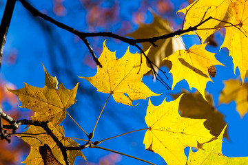 Fototapeta na wymiar Autumn yellow maple leaves