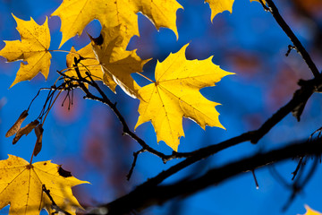 Naklejka na ściany i meble Autumn yellow maple leaves