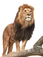 Vitrage gordijnen Leeuw Leeuw (Panthera leo)