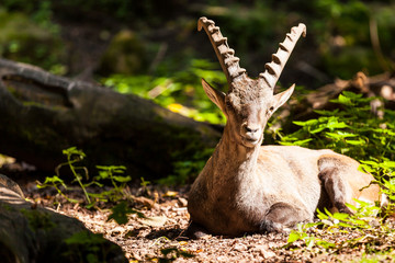 Steinbock