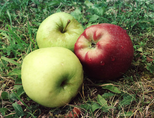 Apples
