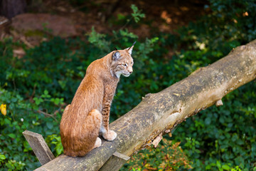 Luchs