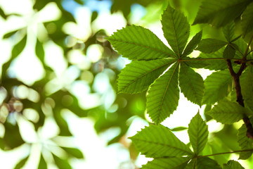leaves