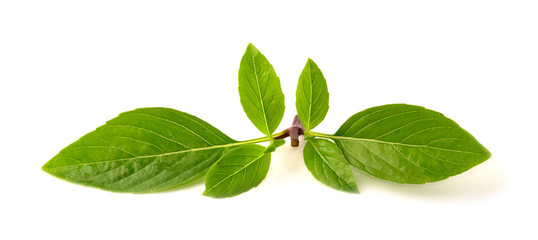 Basil leaf isolated