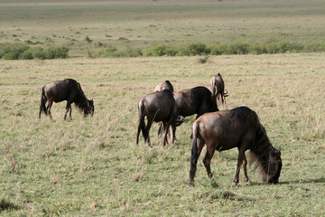 Troupeau de gnous dans la savane