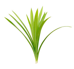 Pandanus Palm, Fragrant Pandan, Pandom wangi