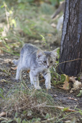 Walking kitten