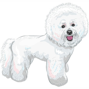Download 19 Best Bichon Tenerife Images Stock Photos Vectors Adobe Stock