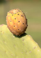 Ripe prickly pear on a cactus.  ( Cactus fig )