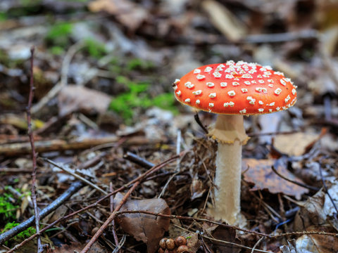 Wild Mushroom