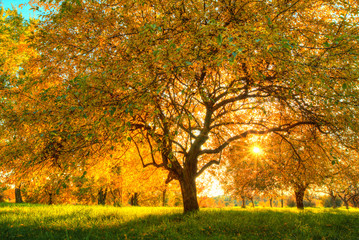 Beautiful autumn tree with fallen dry leaves