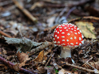 Wild Mushroom
