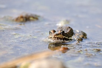 grenouille