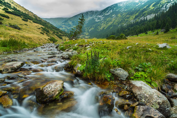 Beautiful mountain stream and fir trees in the Alps