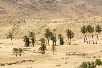 oasis in the Atlas Mountains