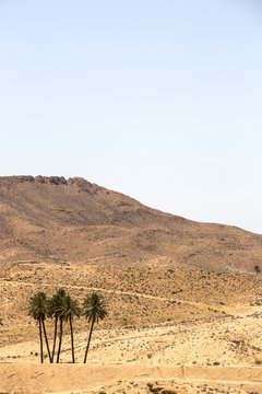 oasis in the Atlas Mountains