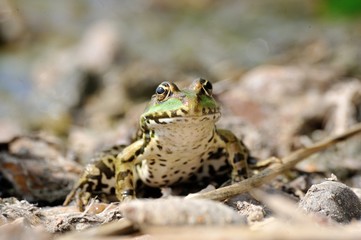 grenouille