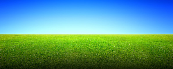 Field of green grass and sky