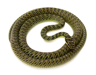 green snake on white background