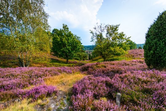 Heidebl&uuml;te im Sp&auml;tsommer