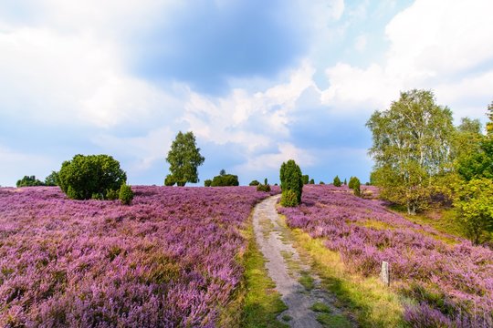 Wanderweg durch die bl&uuml;hende Heidelandschaft