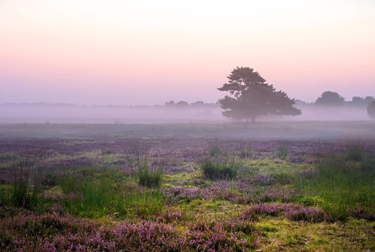 traumhafter Sonnenaufgang bei Nebel in der L&uuml;neburger Heide