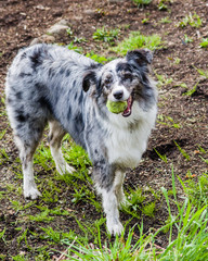 Australian Shepherd dog with white and gray markings
