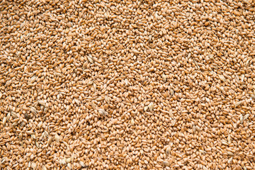wheat