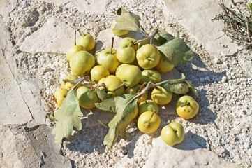 Gli Azzeruolo