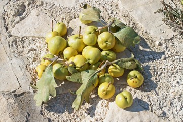 Gli Azzeruolo