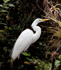 Egret among air plants in Everglades swamp