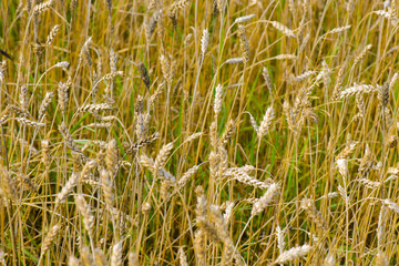 Wheat field