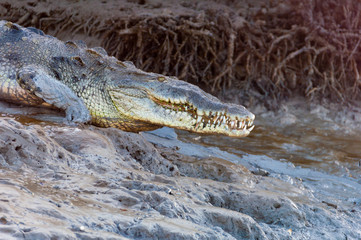 American crocodile on muddy bank in Everglades