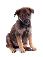 Funny puppy isolated on white