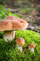 Wild noble mushrooms in forest