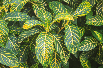 beautiful green leaf background in garden