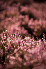 purple  heather