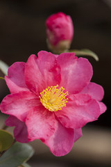 Naklejka premium サザンカ