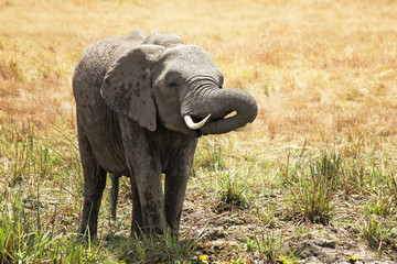 Obraz na płótnie Canvas Elephant on the Masai Mara in Africa